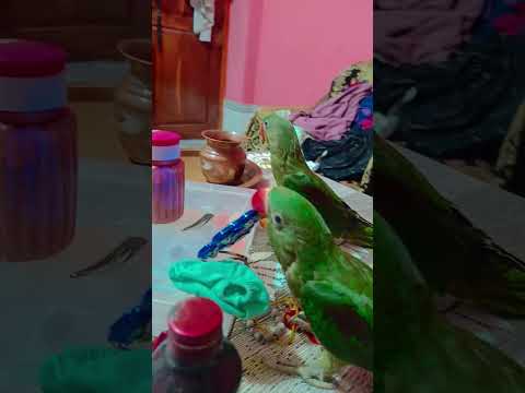 cute parrot 🐦🦜 #talkingparot #cutebird #birds
