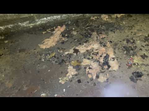 Cat Fleas in the Basement in Metuchen, NJ