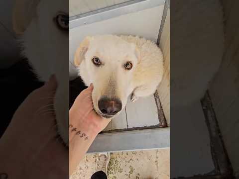 Regalo Miki splendida giovanotta cerca famiglia 