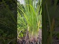 #growingfood lemongrass and peppers in September 🍃