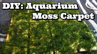 Download lagu Akuarium Karpet Lumut DIY - Java Moss mp3