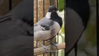 Download lagu GELATIK BATU GACOR • GELATIK WINGKO JINAK mp3