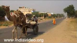 Camel Cart Ride At Jaipur