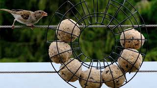 October 13th - One Wiser Than Solomon