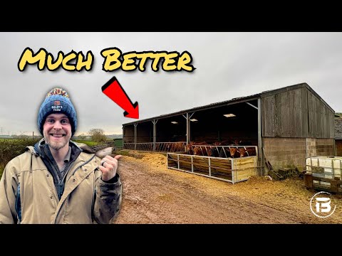 Left Alone With 300+ Cattle - Running The Farm Solo! 