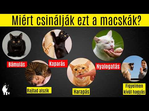 A 14 legfurcsább MACSKAVISELKEDÉS mögötti JELENTÉS | Lenyűgöző TÉNYEK a macskákról