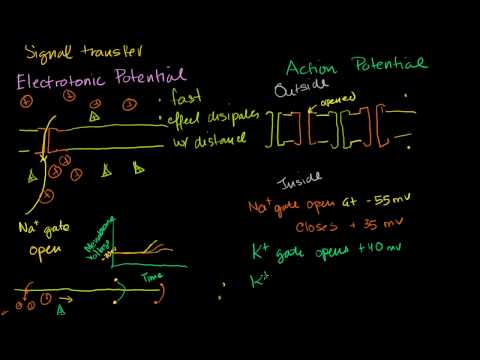 Saltatory Conduction in a Neuron