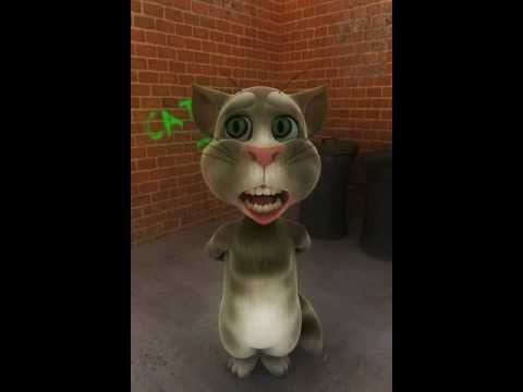 o gatinho mais lindo.