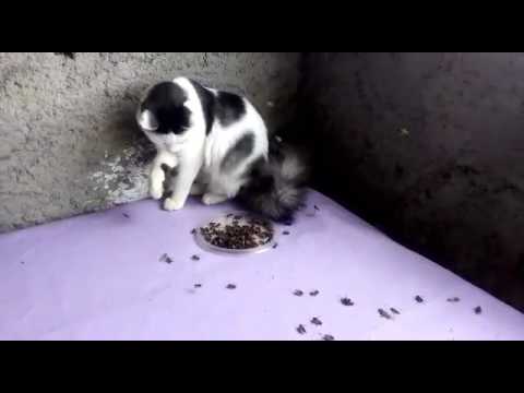 Gato e as abelhas em lutas