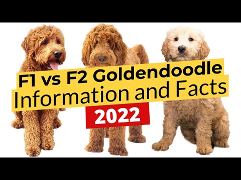 F1 vs F2 Goldendoodle Information and Facts! 🐶🔴 2022 🔴🐶