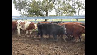 62 Shorthorn & Shorthorn X steers