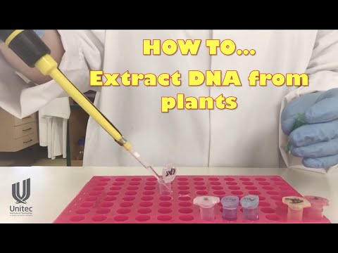 HOW TO... extract plant DNA