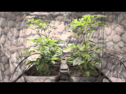 How Clay Pebbles enhances plant performance | An overview by Greens Hydroponics