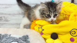 ミヌエットの動画01