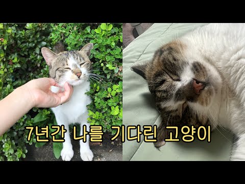 7년간 매일 나를 기다리던 길냥이..지금은 가장 행복한 집냥이로