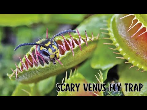 10 Interesting Facts about The Venus Fly Trap
