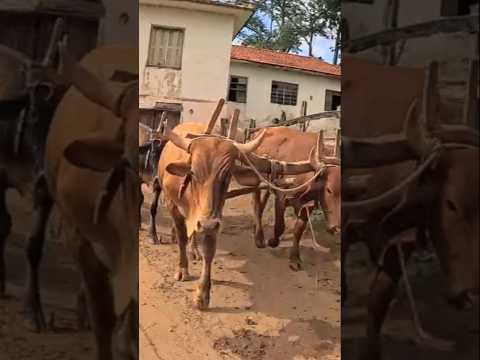 SEU CHICO DO ZÉ INACIO, O MAIOR BOIADEIRO DE CONCEIÇÃO DOS OUROS-MG