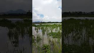 Download lagu spot mancing rawapening kaligaleh mp3 Download lagu spot mancing rawapening kaligaleh mp3