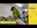 Nanday Conure | Victorian Bird Co