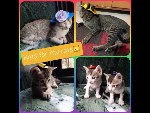 DIY|Hats for My Cats & Kittens!!!! So cute!!!! 😍 😍 😍 Hats for Everyone!!!