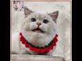 Meow