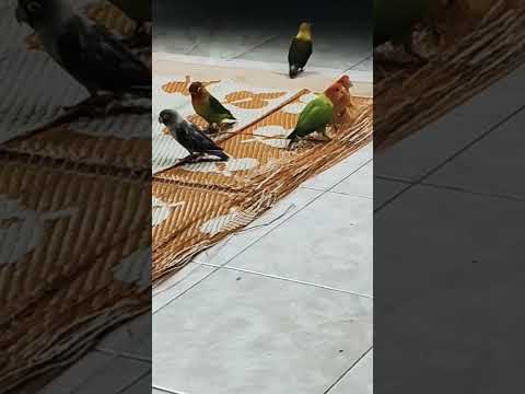 Africans love birds activity #africa #lovebirds