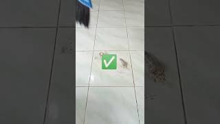 Download lagu KESALAHAN BERSIH-BERSIH RUMAH YANG HARUS KAMU TAHU |Tips Seputar Rumah #shorts mp3