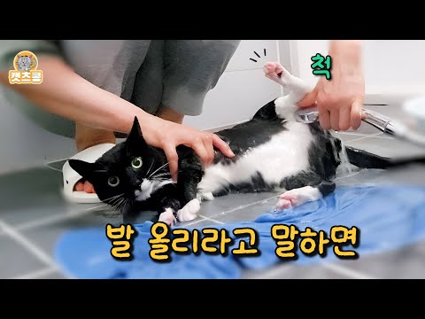 살다 살다 이런 고양이는 처음 입니다.(완전 사람 애기야!!)