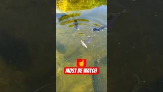 Today is another memorable day.I baited the fish for hunting, large catfish immediately attacked.