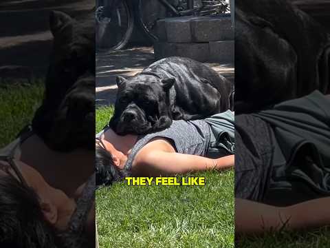 Training a Cane Corso: Tips You Need To Know!#canecorso #dogbreed