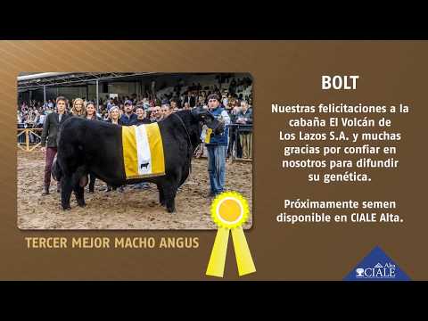 CIALE Alta Toro BOLT