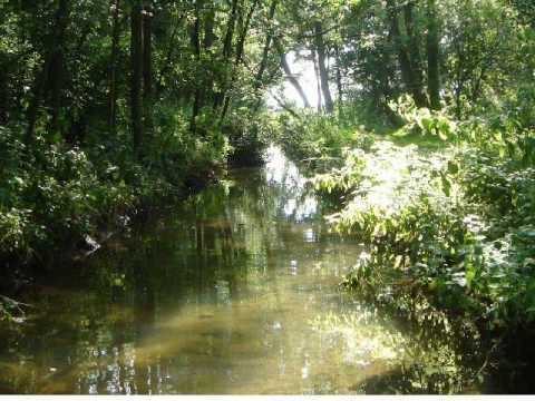 "The Brook" by Alfred, Lord Tennyson (read by Tom O'Bedlam)