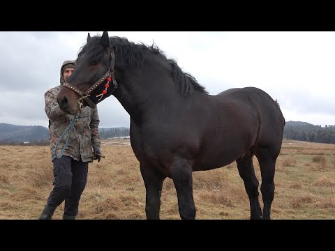 Armasarul lui Dan de la Voitinel, Bucovina - 2022 Nou!!!