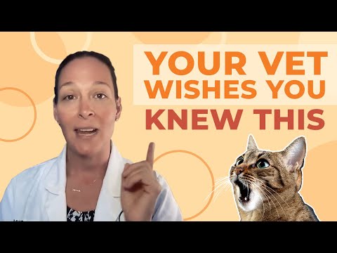 The 10 Things Every New Cat Owner Should Know (A Vet's Perspective)