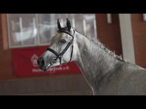 06 Stute / Mare v. Cornet Obolensky - Lancer III