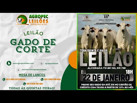 agropecleiloes.com LEILÃO GADO DE CORTE | TERRA PRÓSPERA LEILÕES-ALVORADA-TO 22/01/2026
