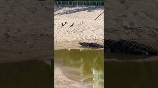 My favorite wildlife at sea in 2025 #cruise #ncl #whales #pelicans #crocs 🕺🐊🛳️🐋🐤