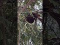 Bee Sound Very Louder Bees 10million
