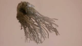 Twisted freak expelled during cough