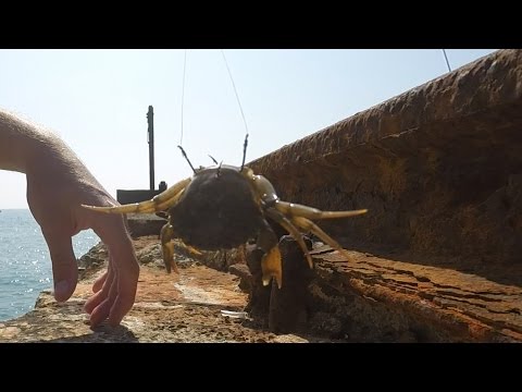 Uccidiamo la gente perché sono parassiti e è allegro Lyambliya questo opistorkhoz