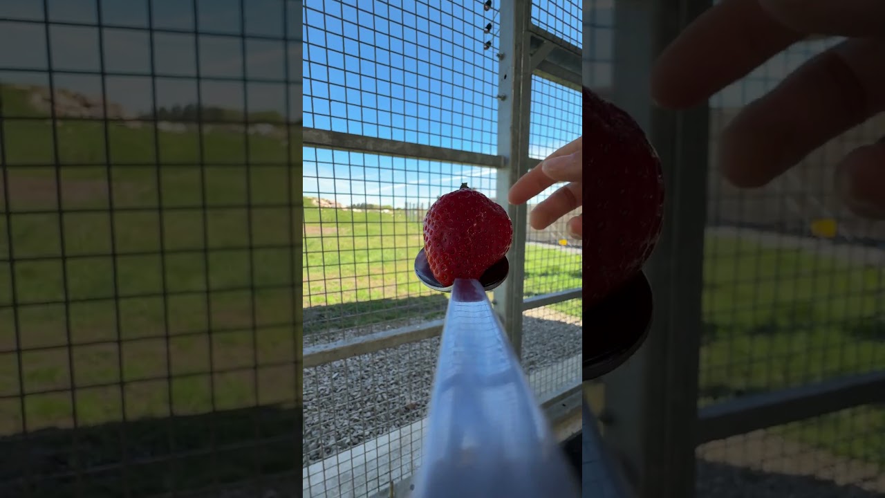 strawberry for the polar bears