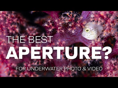 What Is The Best Aperture For Underwater Photo & Video? #underwaterphotography