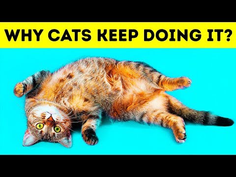Why Cats Lie on Their Backs When They See You
