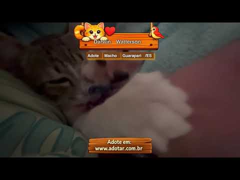 Vídeo de Darwin Watterson