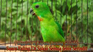 Download lagu Suara Panggilan & Rayuan Burung Serindit | Suara Pancingan Yang di Sukai Semua Jenis Burung Serindit mp3