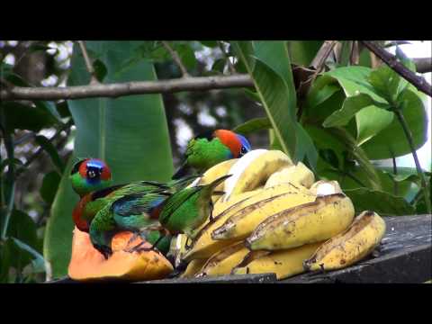Tangara červenokrká (Tangara cyanocephala) — video o speve a chove