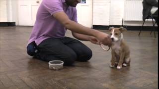 Boom Boom Puppy Power!