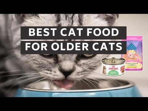 Best Cat Food for Older Cats