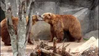 preview picture of video 'Grizzly Bears wrestle at Riverbanks Zoo'