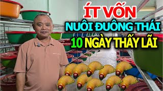 Low Capital, Immediately Raise Thai Coconut Worms, See Profit in Just 10 Days/ Largest Coconut Wo...